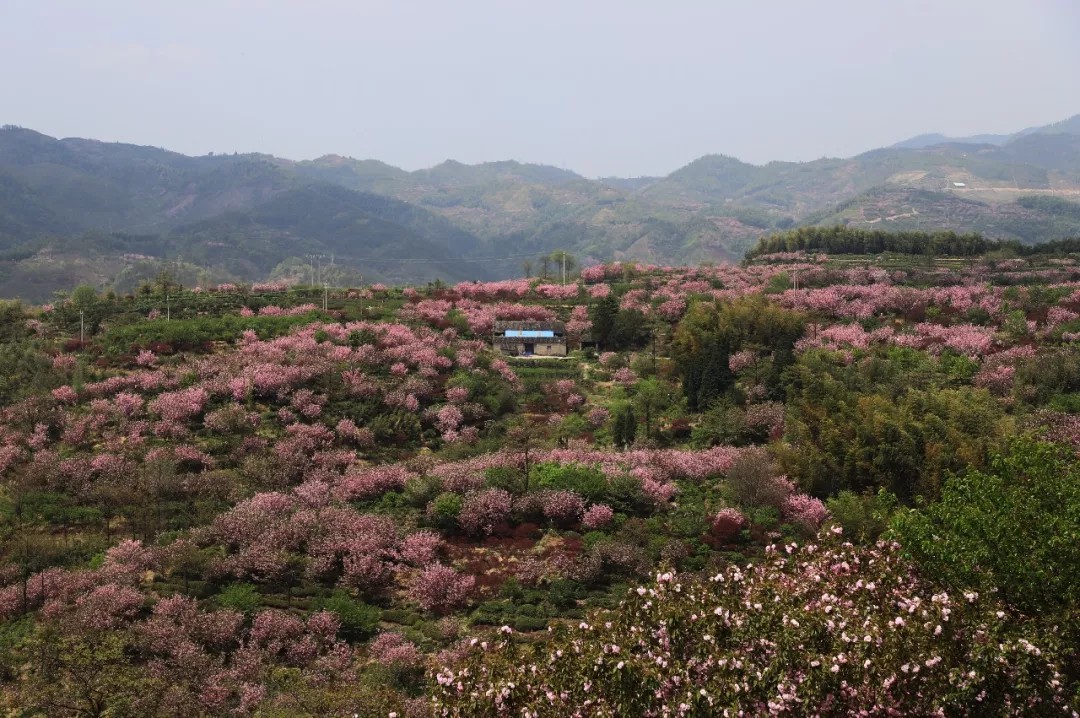 美翻了大岚山现在都被樱花包围了约起吗