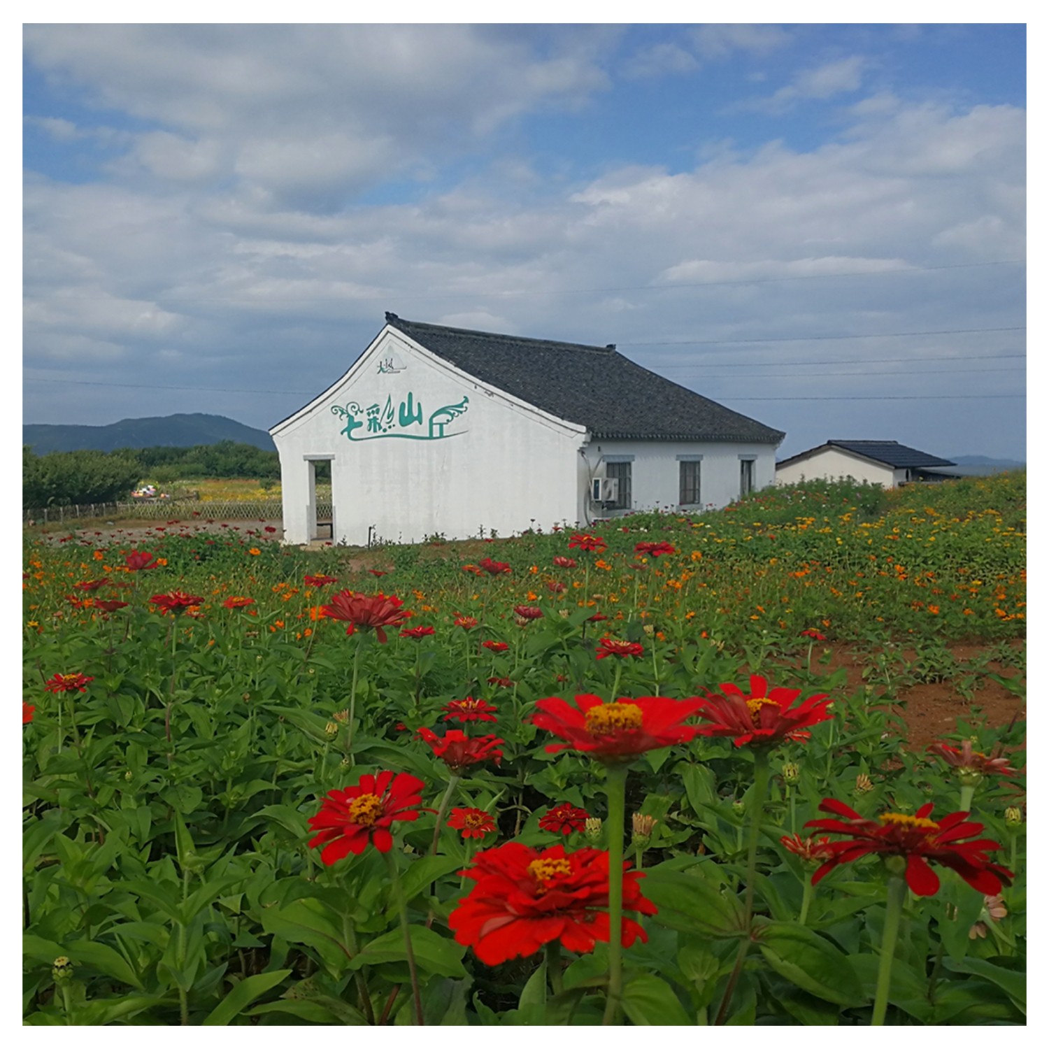 余姚大岚七彩山丘花海正绚烂 花期持续到8月