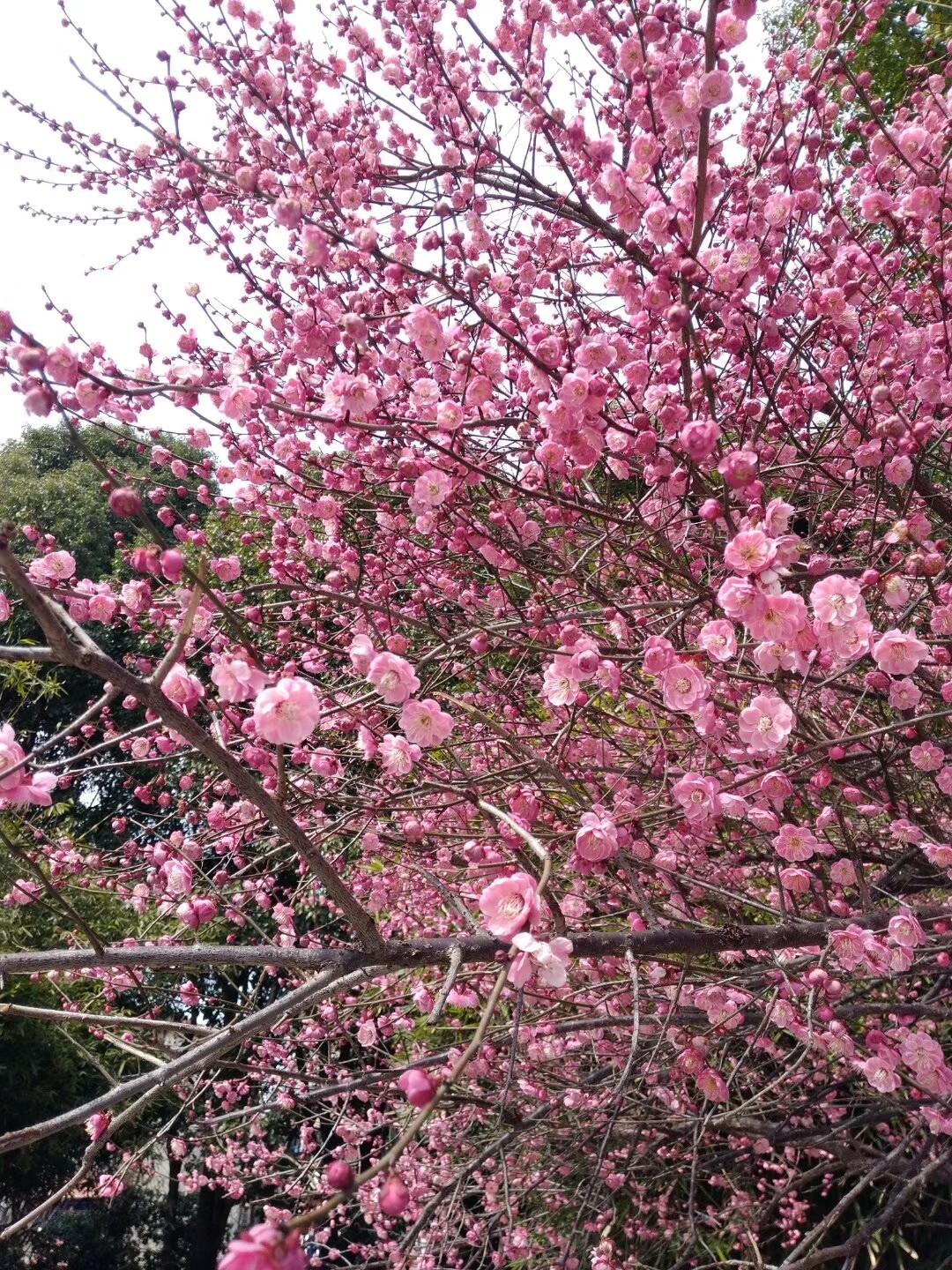 余姚城区有一片梅花林!你去看了吗?